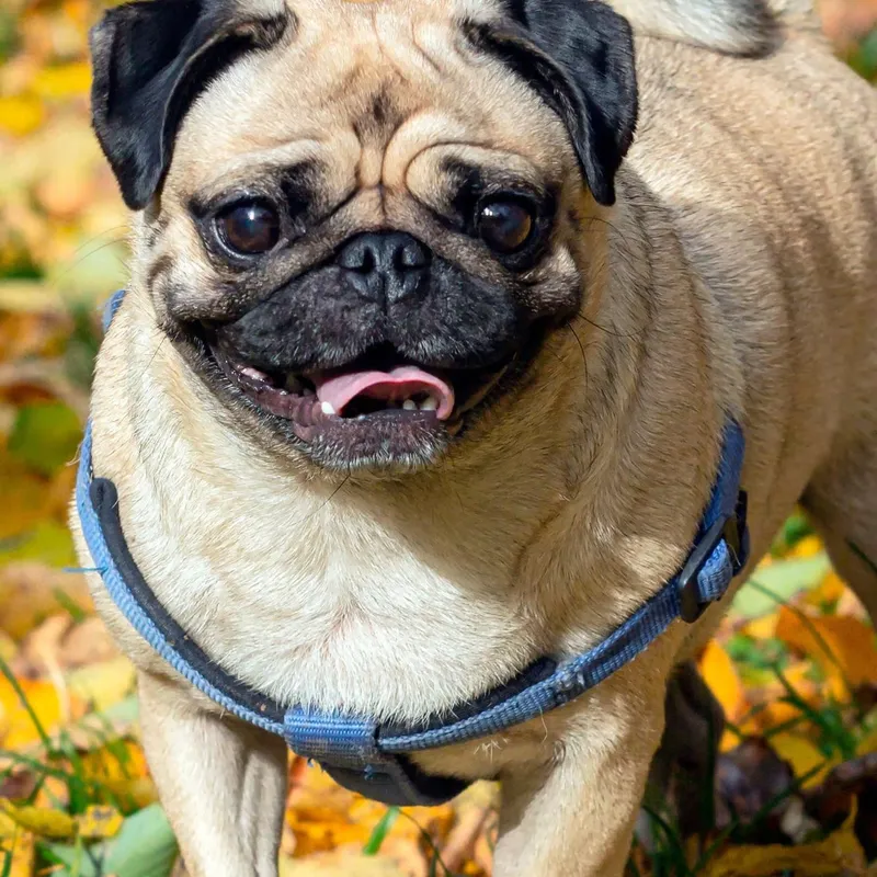 Foto de Meg, pet perdido